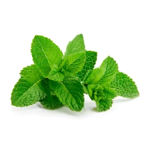 MENTA FRESCA