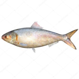 HILSA PESCE 500/800G